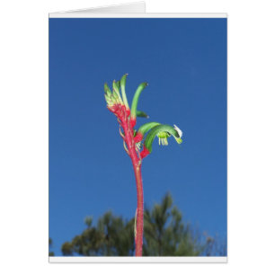 PLANTE DE PATTE DE KANGOUROU