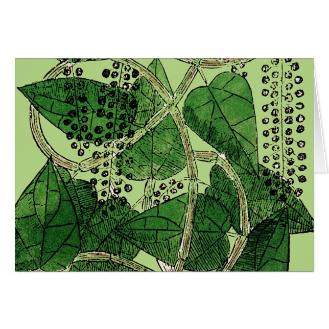 Plante de poivre noir, 1578 (Devant Horizontal)