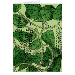 Plante de poivre noir, 1578