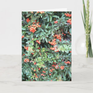 Plante de Pyracantha sur carte de voeux