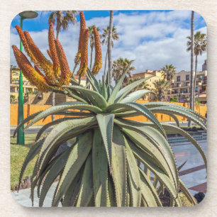 Plante de Vera d'aloès et dessous de verre en