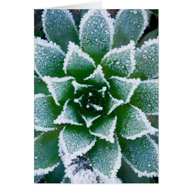 Plante grasse Hen & Chicks avec gelée au début (Devant)