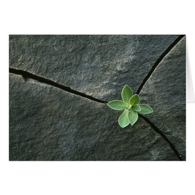 Plante qui cultive dans une sangle fissurée (Devant horizontal)