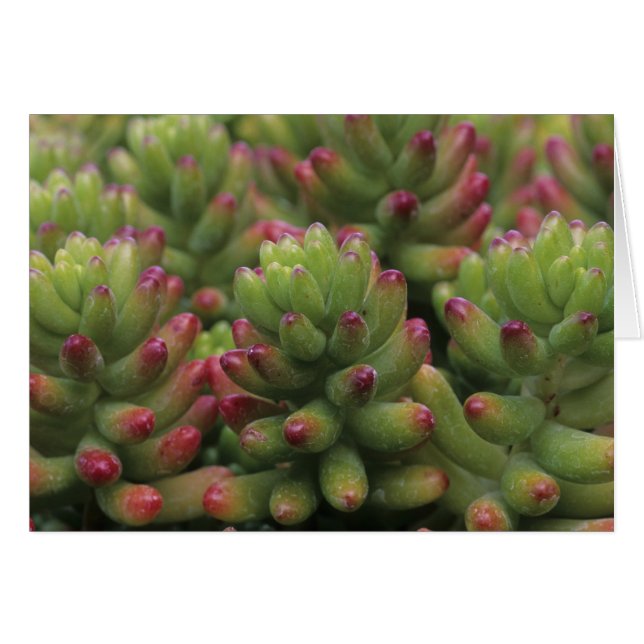 plante Sedum, Musée du désert d'Arizona-Sonora, (Devant horizontal)
