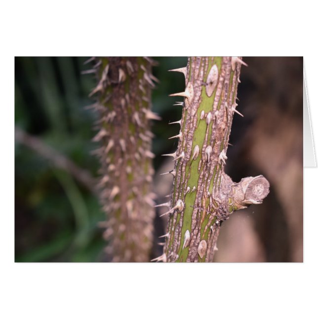 Plante Stem Thorns Nature Park Photographie (Devant horizontal)