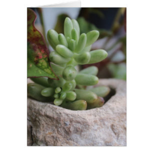 Plante Succulent