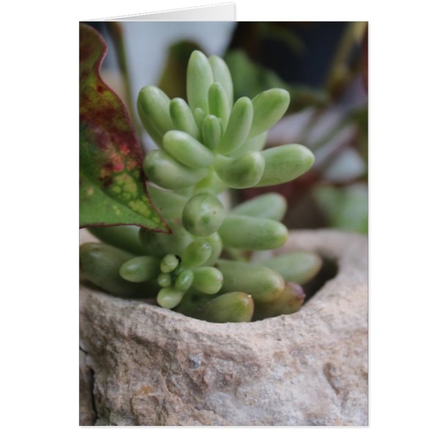 Plante Succulent Toutes les occasions (Devant)