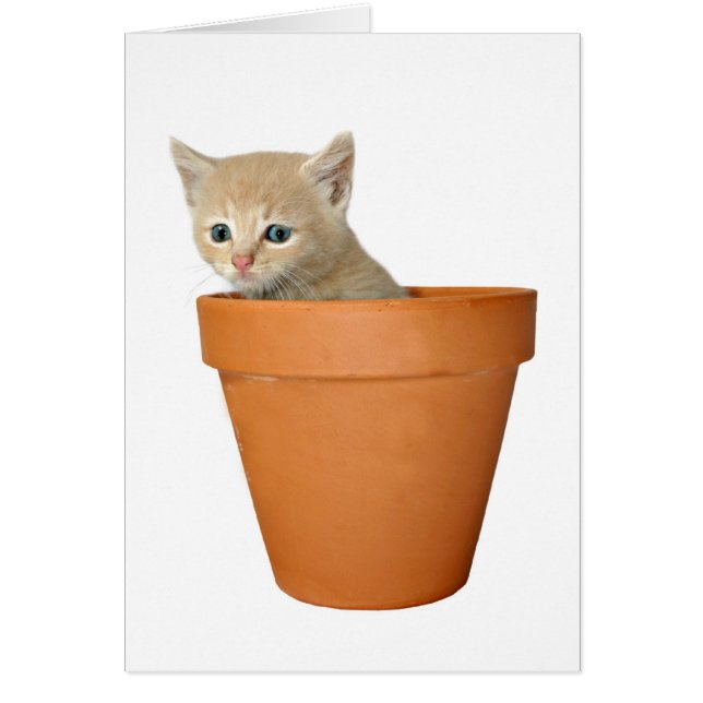 Plante un peu d'amour (Devant)