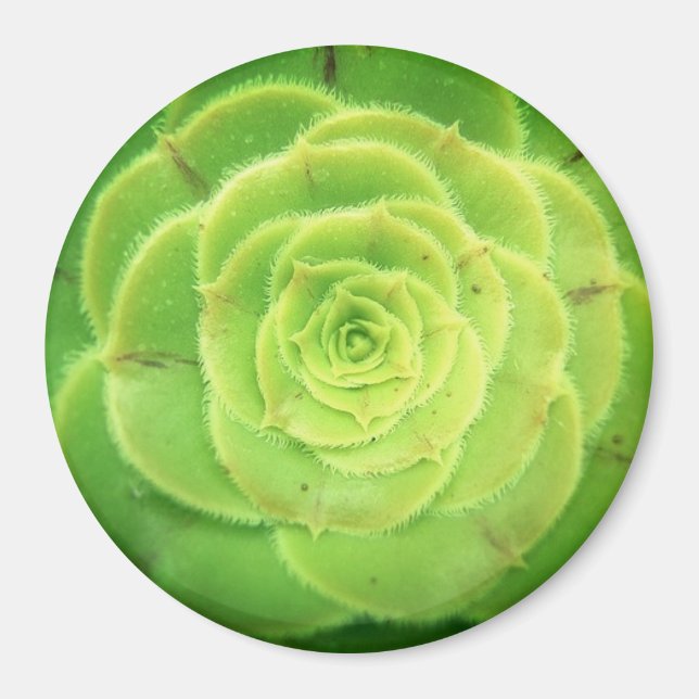 Plante vert Succulent Joli aimant rond (Devant)