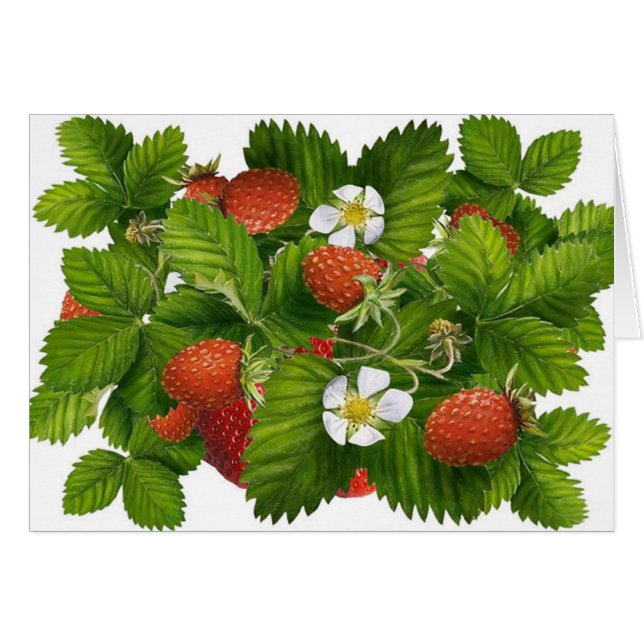 Plante vintage aux fraises (Devant horizontal)