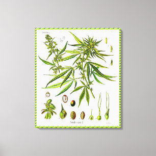 Plante Vintage Botanique Dessin Toile Enveloppée