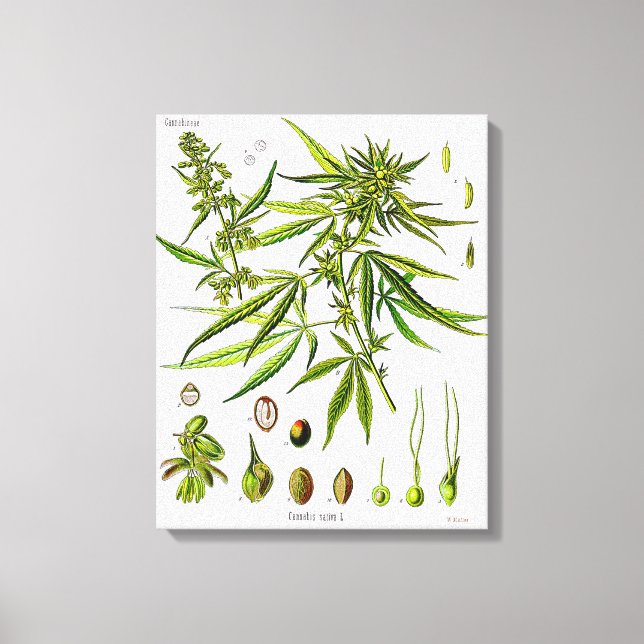 Plante Vintage Botanique Dessin Toile Enveloppée (Recto)