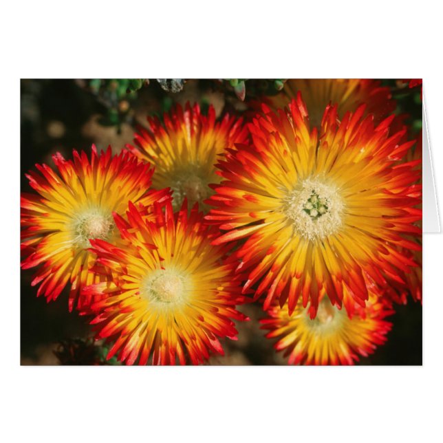 Plantes à glace (Lampranthus Aureus) en fleurs (Devant horizontal)