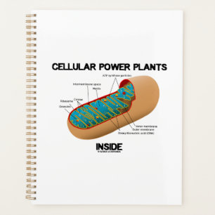 Plantes d'alimentation cellulaire à l'intérieur de