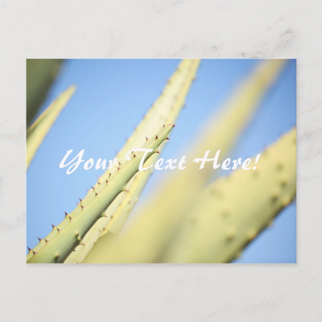 Plantes d'Aloe Vert Clair Carte Postale Ciel Bleu (Devant)
