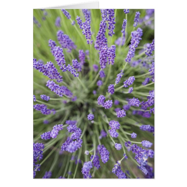 Plantes de lavande (Devant)