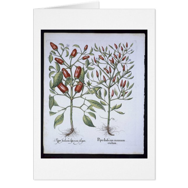 Plantes de poivre de piments, du 'Hortus (Devant)