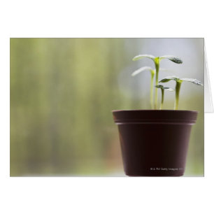 Plantes de tournesol poussant dans le pot