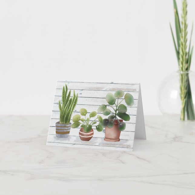 Plantes d'intérieur en pot Pilea et plante serpent (Devant)