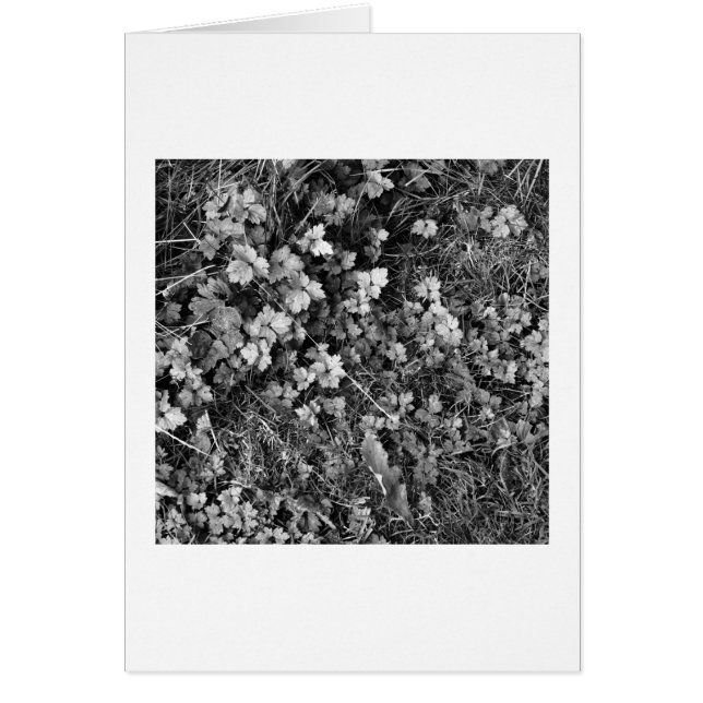 Plantes et herbes (Devant)