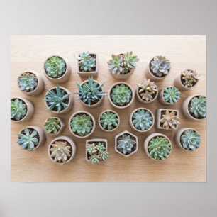Plantes grasses dans des pots en céramique Affiche
