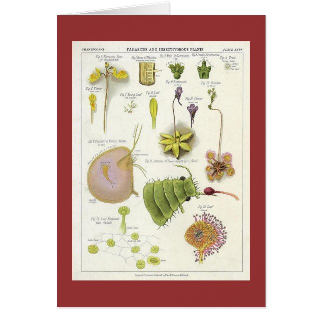 Plantes parasites et carnivores (Devant)