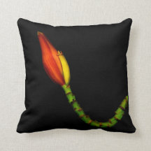 Plantes sur des coussins - fleur rouge de banane