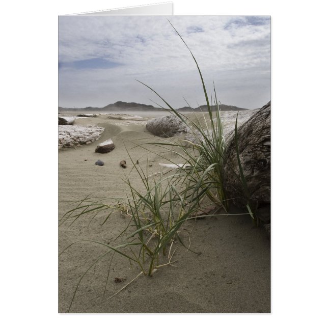 Plantes sur la plage (carte) (Devant)