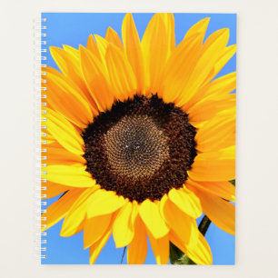 Planteuse de tournesol jaune