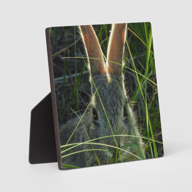 Plaque de bureau Mountain Cottontail (Recto)
