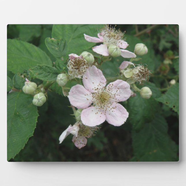 Plaque de fleurs de Blackberry (Devant)