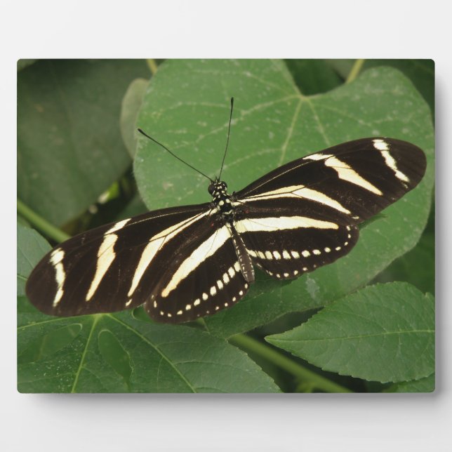Plaque de papillon Zebra Longwing (Devant)
