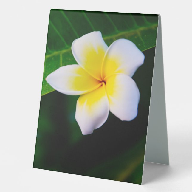 Plaque De Table Photographie de fleurs de plumeria (Recto)
