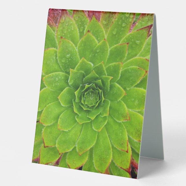 Plaque De Table Plante Lover Aeonium Magie (Recto)