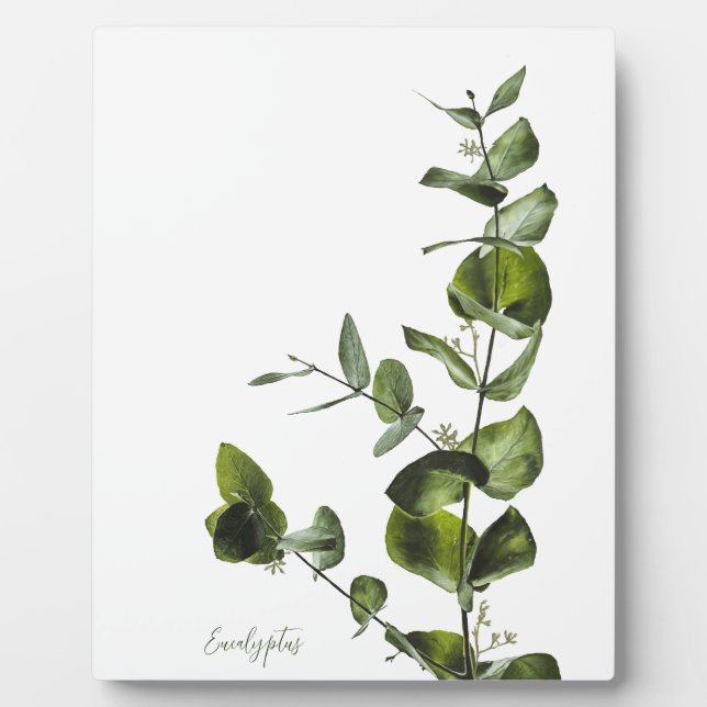 Plaque d'Eucalyptus (Devant)