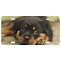 Rottweiler20150901