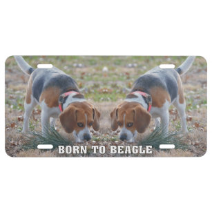 Plaque D'immatriculation Soutenu au beagle