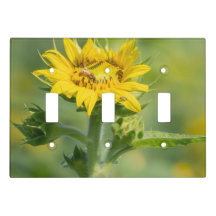 Tournesol