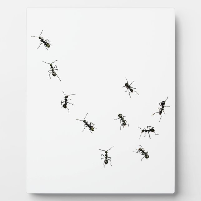 Plaque Photo 10 fourmis (Devant)