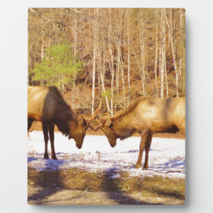 Plaque Photo 2~ deux Bull Elk dans la neige