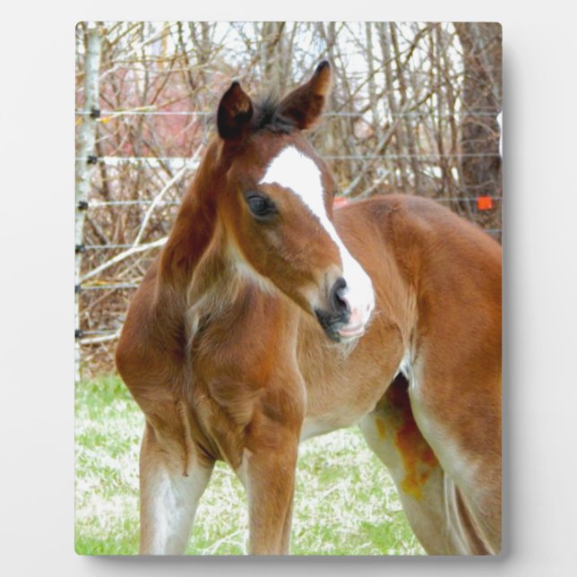 PLAQUE PHOTO 2CUT HORSE FOAL BÉBÉ PONY (Devant)