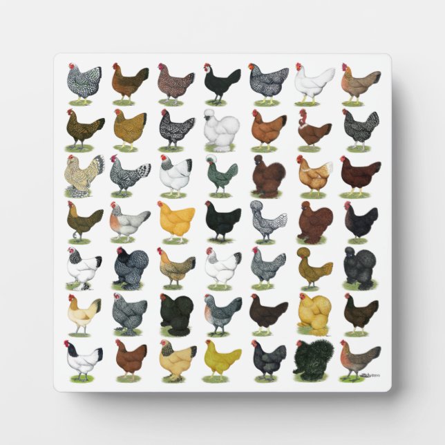 Plaque Photo 49 Chicken Hens (Devant)