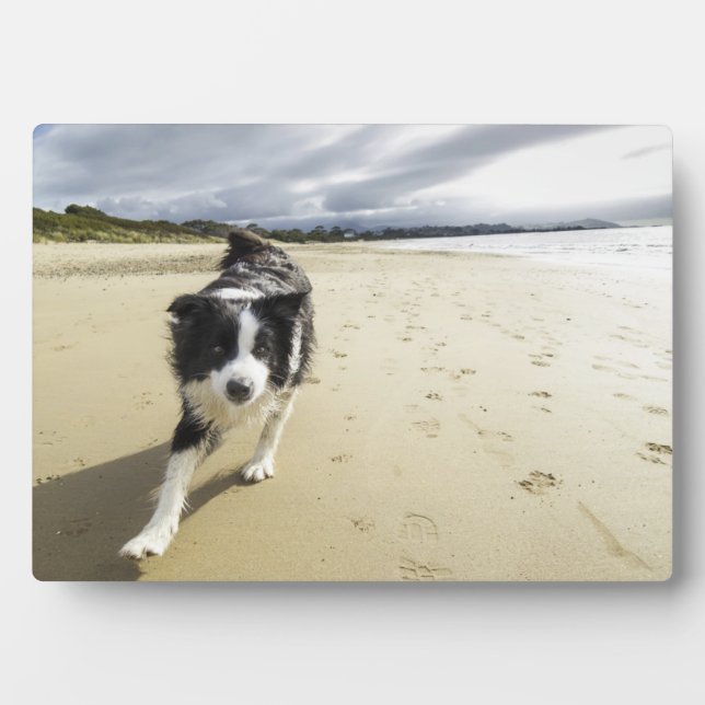 Plaque Photo A Border Collie Dog Running (Devant)