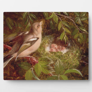 Plaque Photo A Chaffinch at its Nest, 1877 (huile sur panneau)