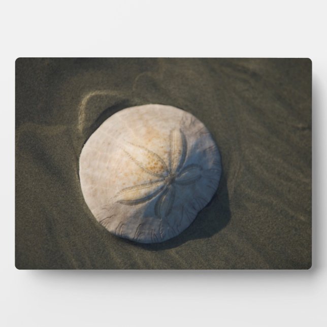 Plaque Photo A Sand Dollar (Devant)