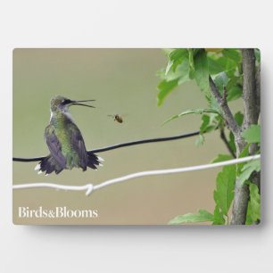 Plaque Photo Abeille de colibri et de miel