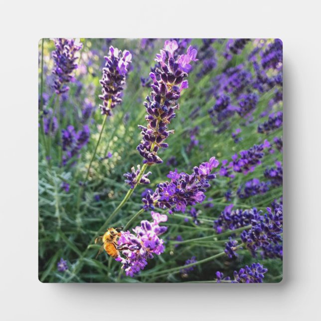Plaque Photo Abeille et lavande (Devant)