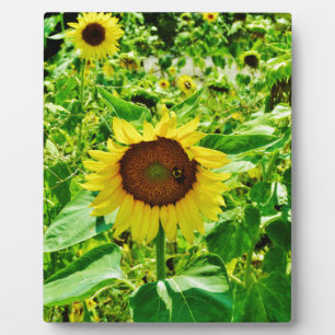 Plaque Photo Abeille sur tournesol jaune