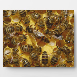 Plaque Photo Abeilles de miel en ruche avec reine en milieu