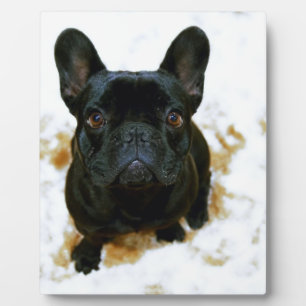 Plaque Photo Adorable Chien-Chien-Putain Français Chien-botte !
